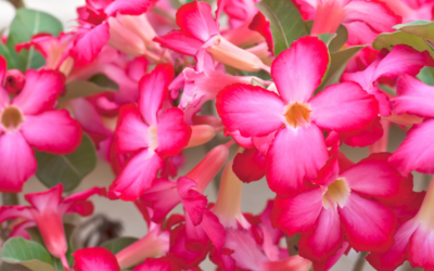 Growing Desert Rose in San Antonio, Texas: Care Guide