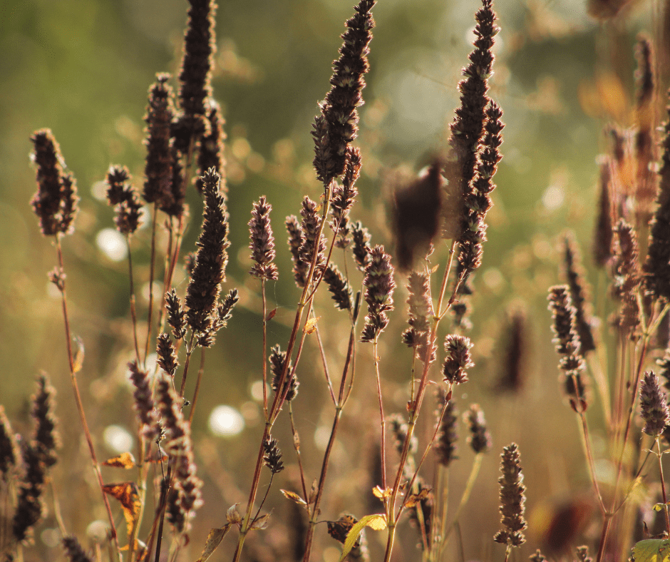 Dried stems in winter.