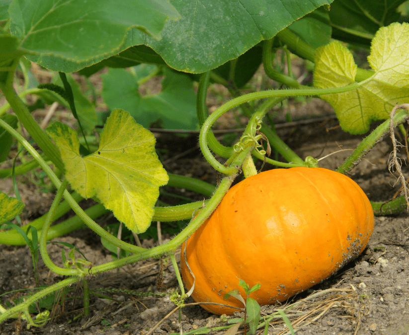 Tips for Planting Pumpkins in San Antonio