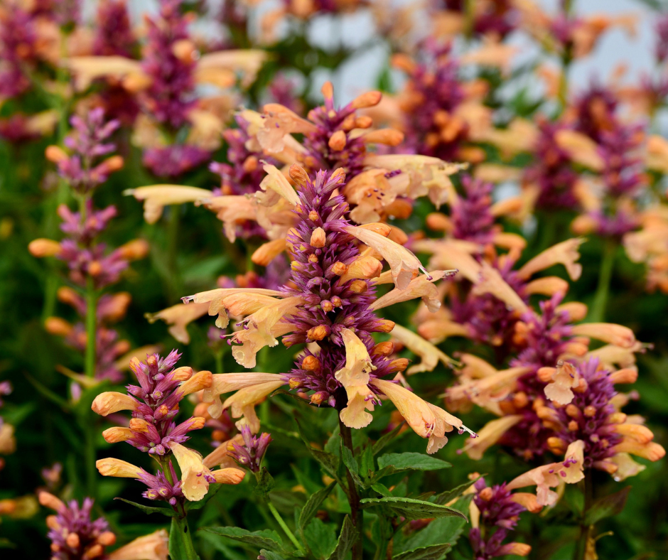pollinator Orange pollinator plant