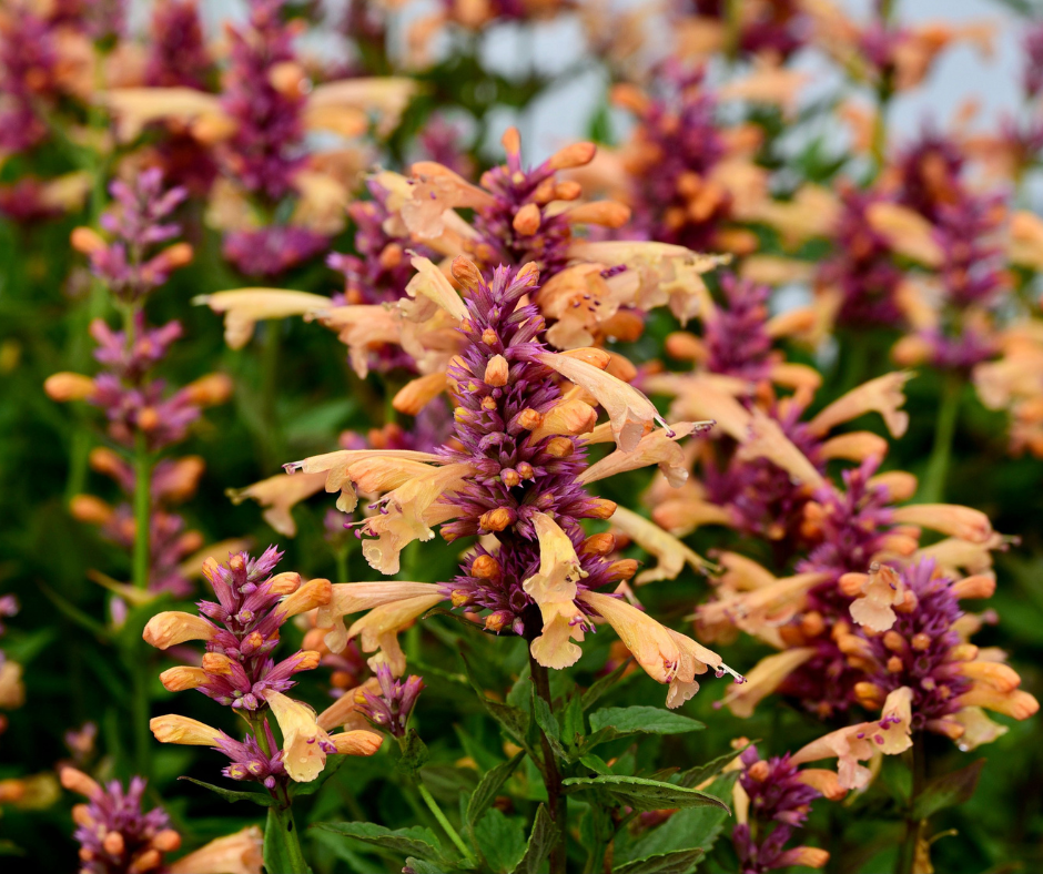 Orange pollinator plant