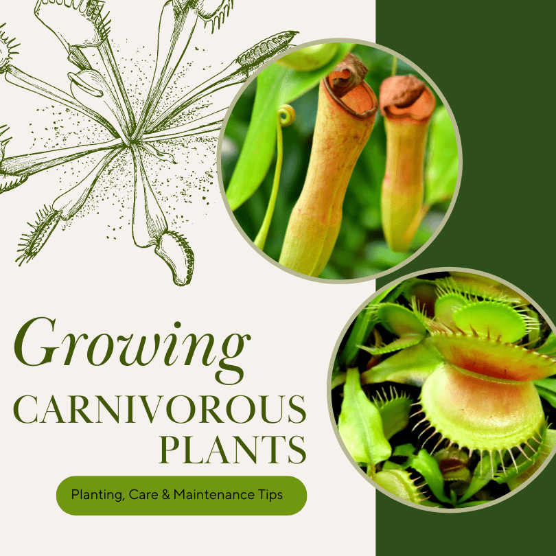 Growing Carnivorous Plants Guide | Rainbow Gardens