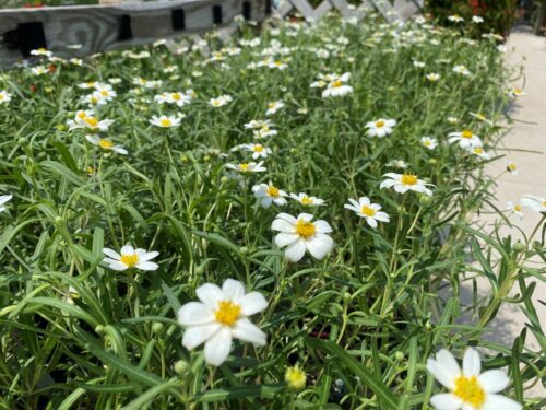 Blackfoot-daisy Blackfoot Daisy