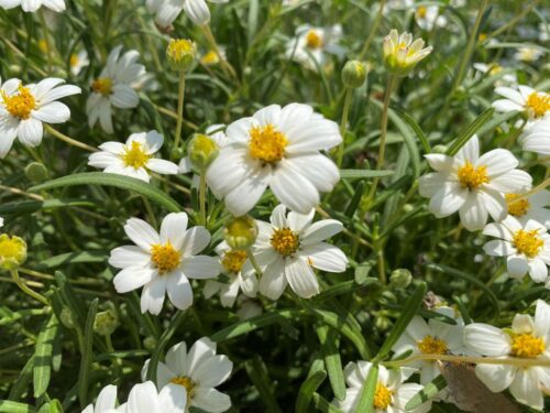 Native-Texas-perennial Blackfoot Daisy