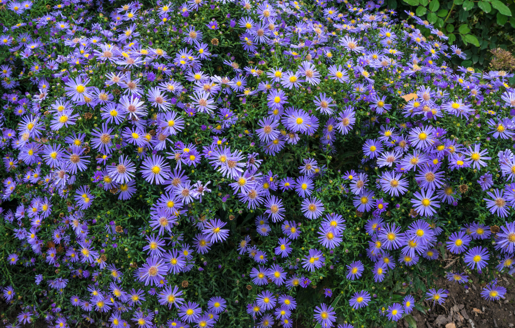 Purple Texas Fall Aster