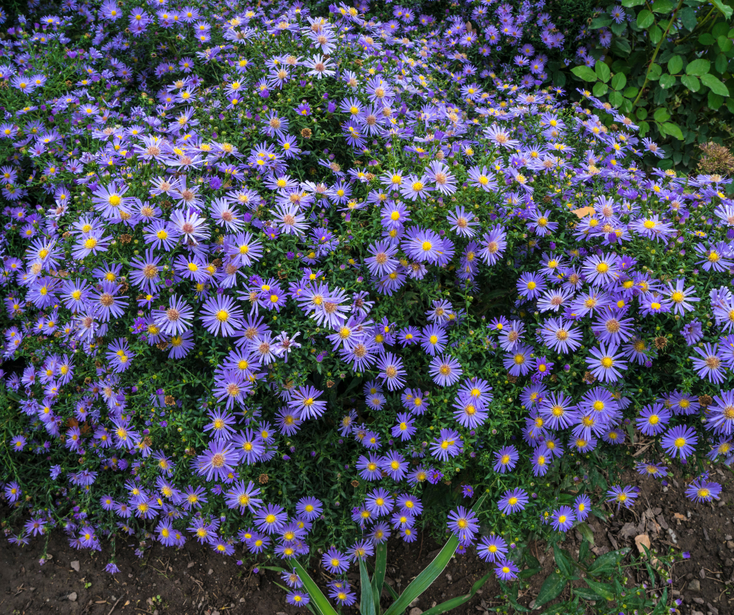 TX-fall-aster-perennial-purple Purple Texas Fall Aster