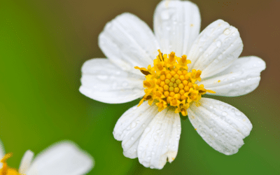 Blackfoot Daisy: A Native Texas Gem