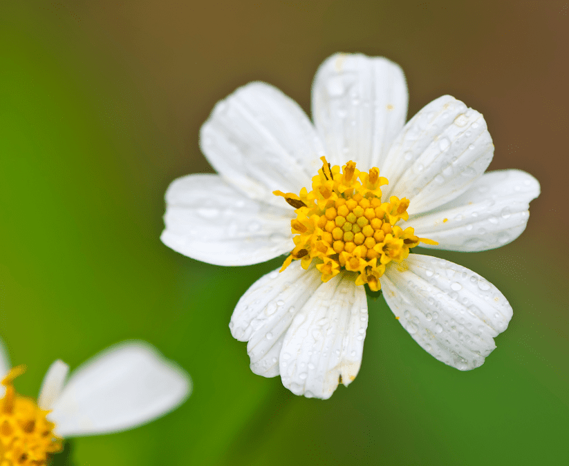 Blackfoot Daisy: A Native Texas Gem