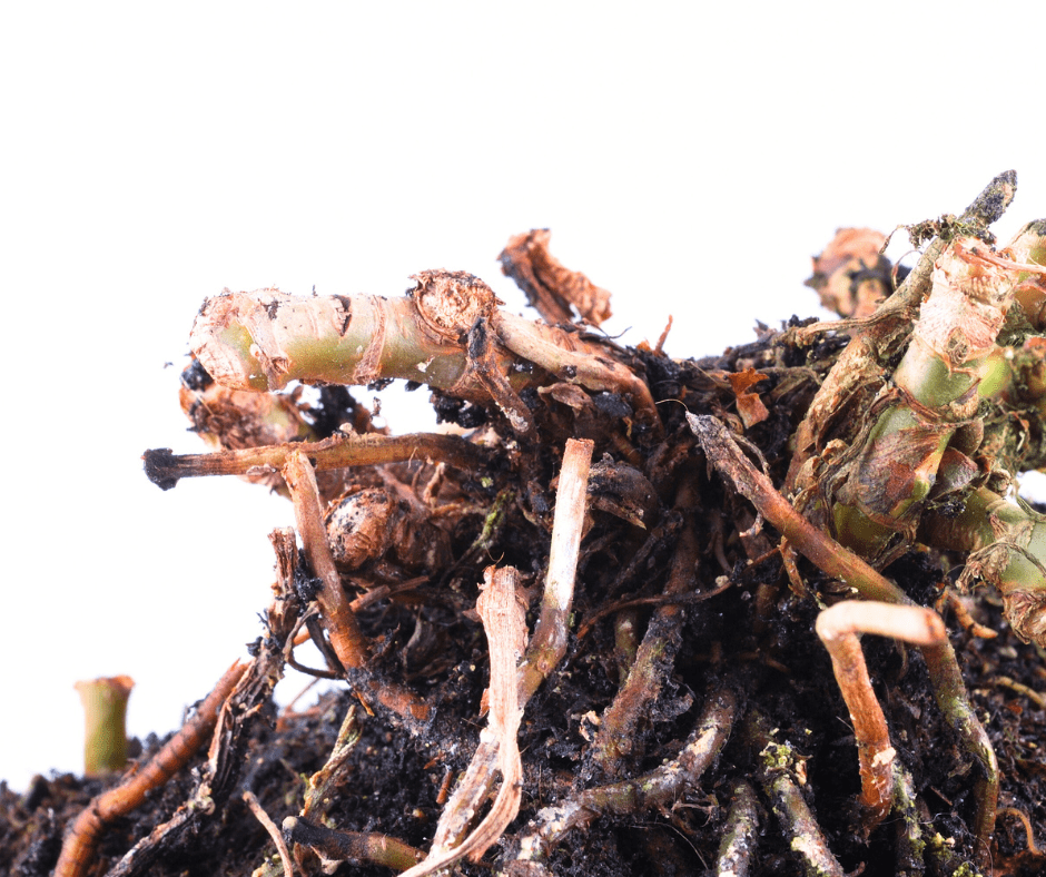 root-rot-overwatering-houseplants Root rot from overwatering houseplants.