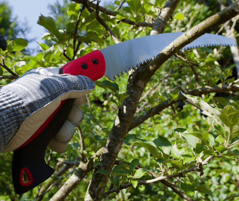 pruning-garden-maintenance Saw pruning oak tree limbs is a summer garden maintenance task.