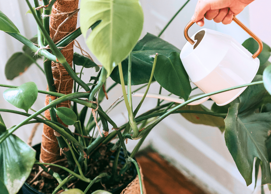 Watering Houseplants: The Water, Dry, Flush Out Cycle