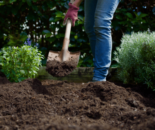 soil-prep-building-healthy-garden-soil Soil prep for building healthy garden soil in an inground bed.