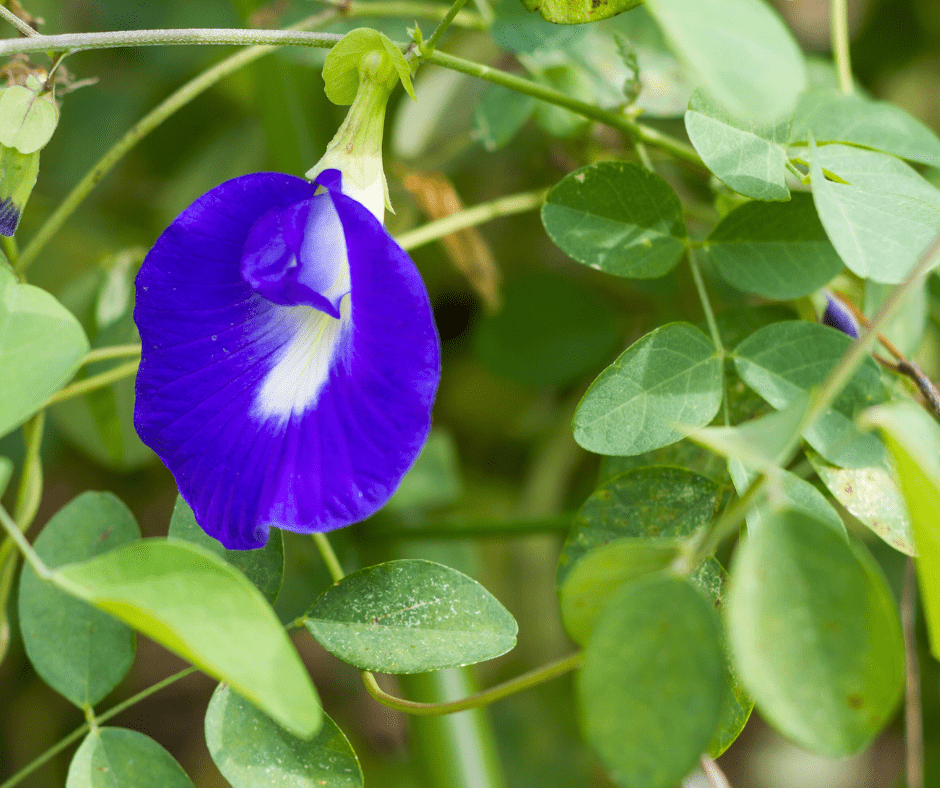 blue-pea Close up of Blue Flower