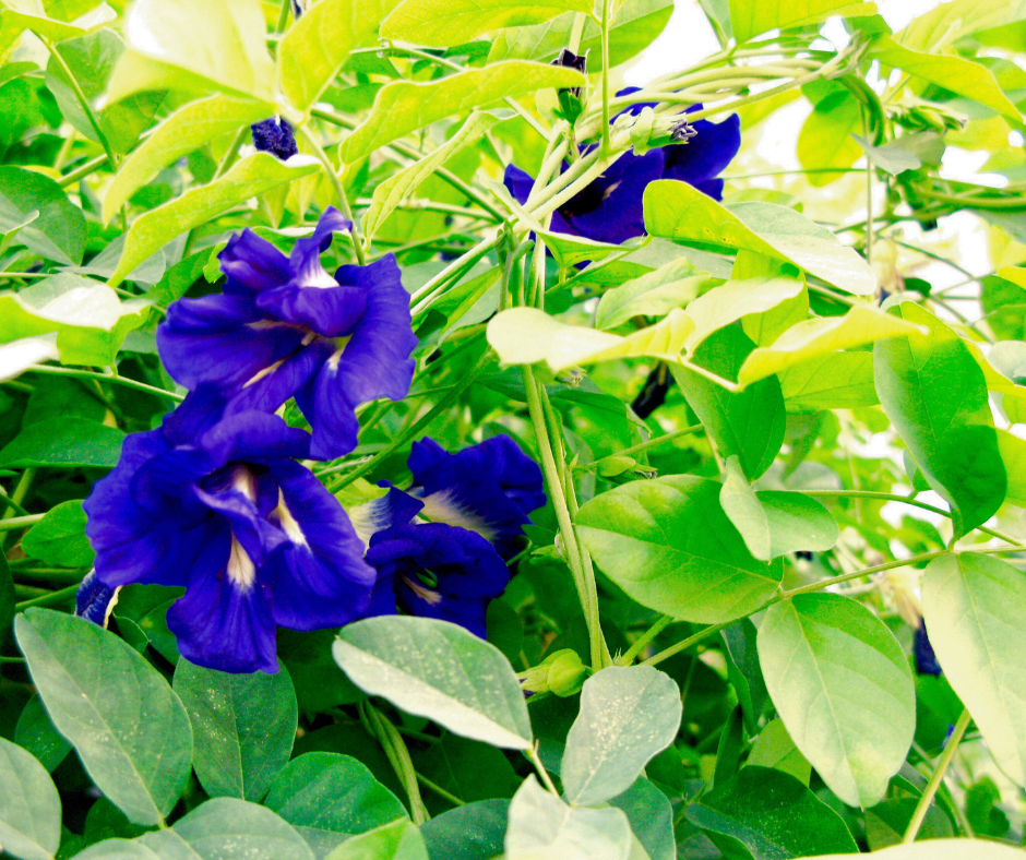 blue-butterfly-pea-vine Blue Butterfly Pea Vine.