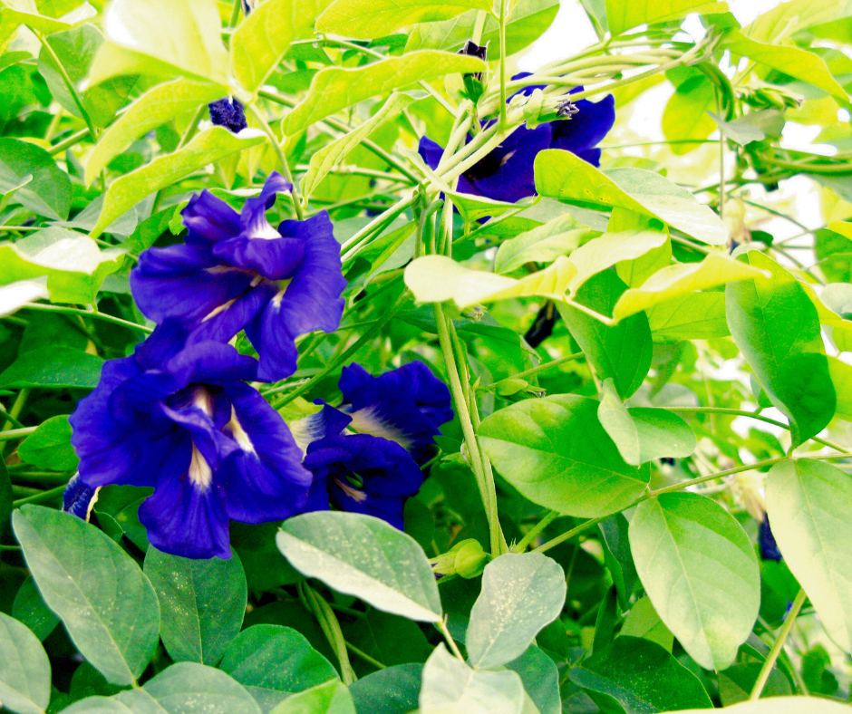 Blue Butterfly Pea Vine.