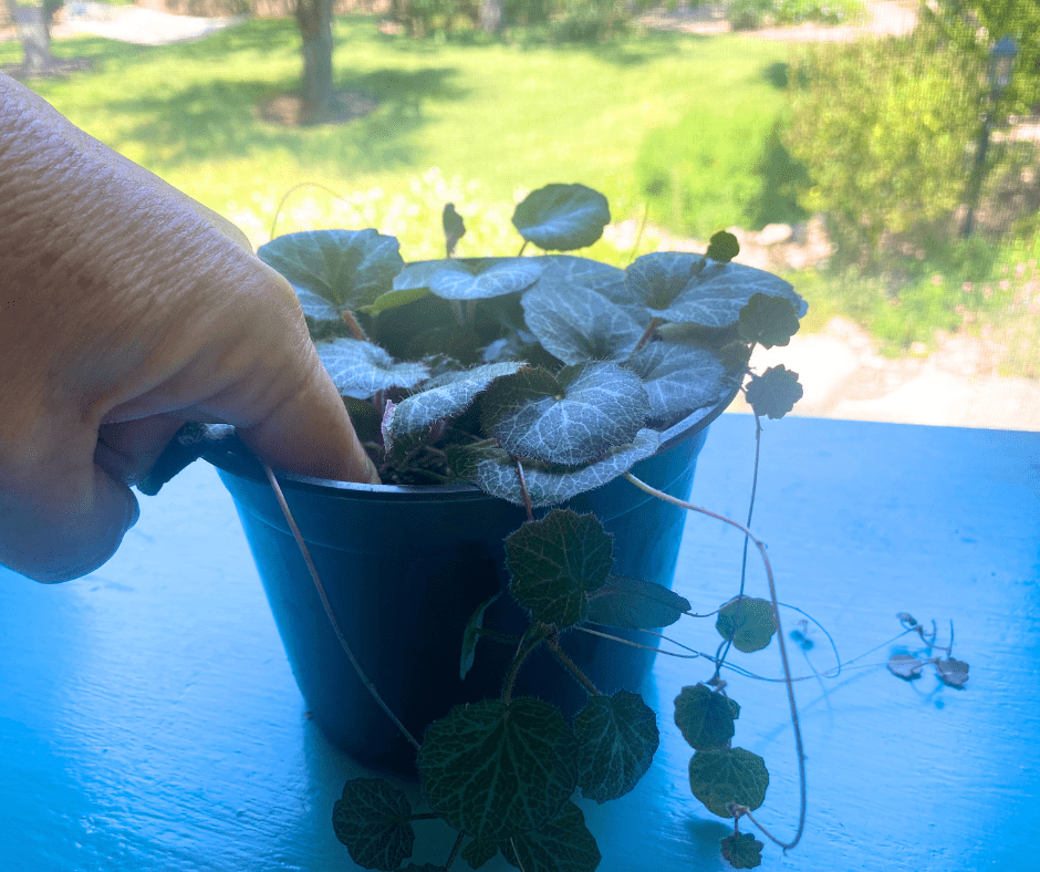 Testing for soil moisture when watering houseplants.