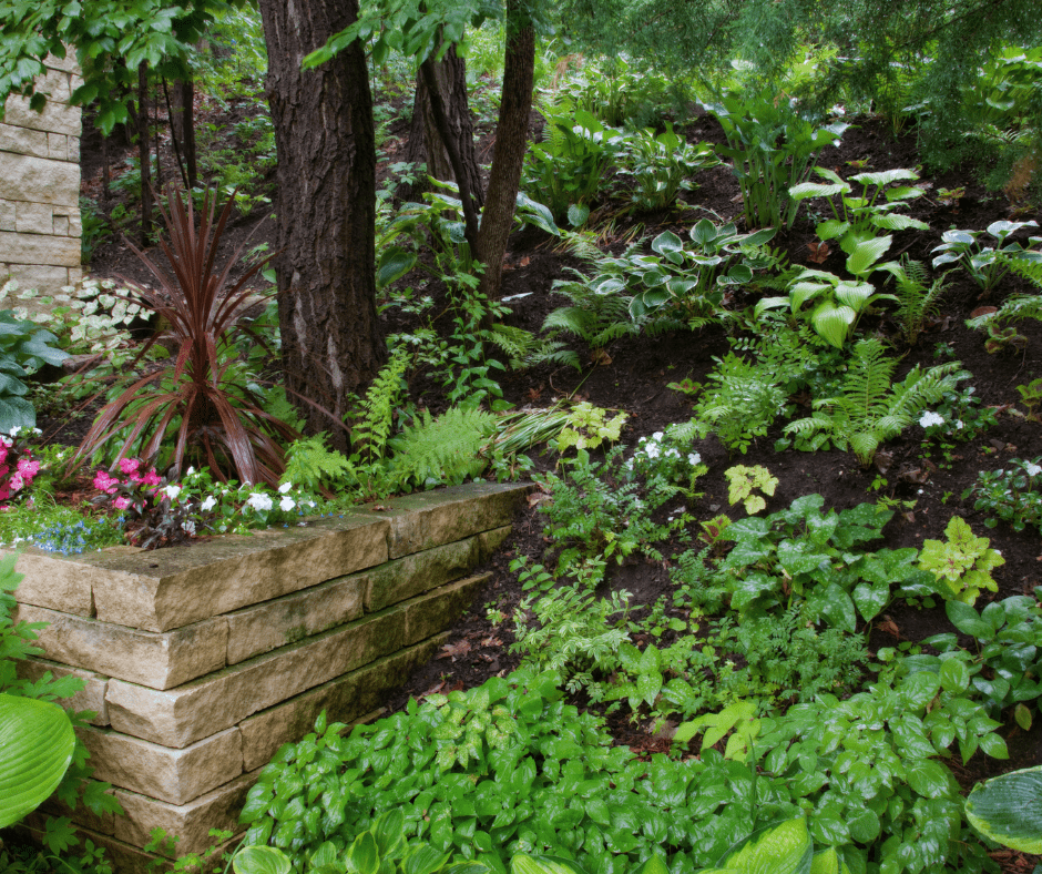 Shade plant garden. 