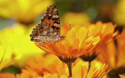 Growing Calendula: A Guide to Brightening Your Garden