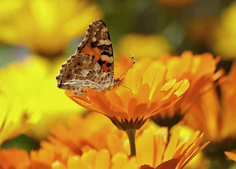 Growing Calendula: A Guide to Brightening Your Garden