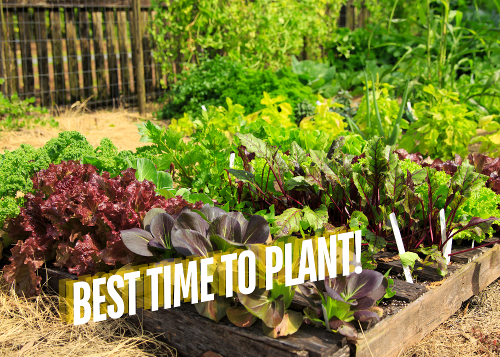 fall-vegetable-gardens Fall vegetable gardens.