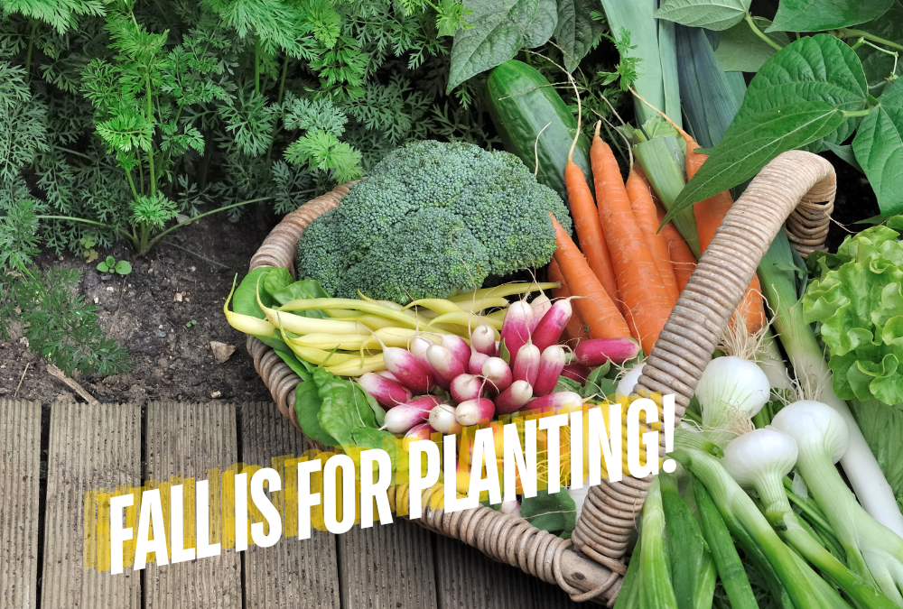 Newbie Reminders for Starting Fall Vegetable Gardens