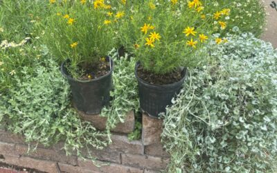 3 Native Groundcover or Low Growing Perennial Options