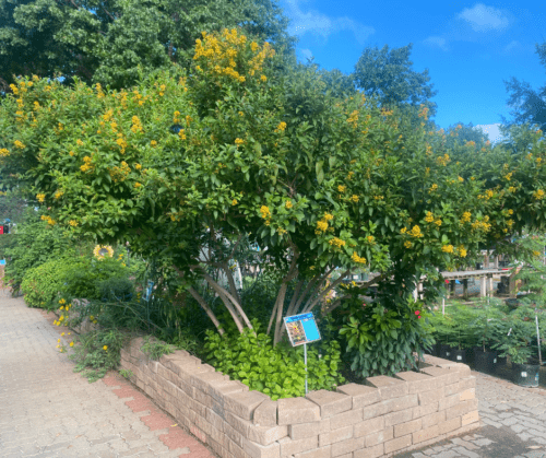 orange-cestrum Orange cestrum in tree form.