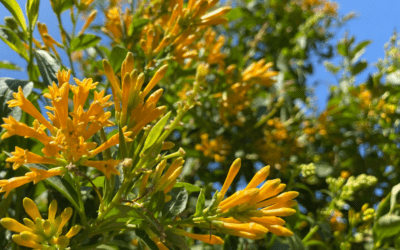 Orange Cestrum: A Vibrant Addition to Your San Antonio Garden