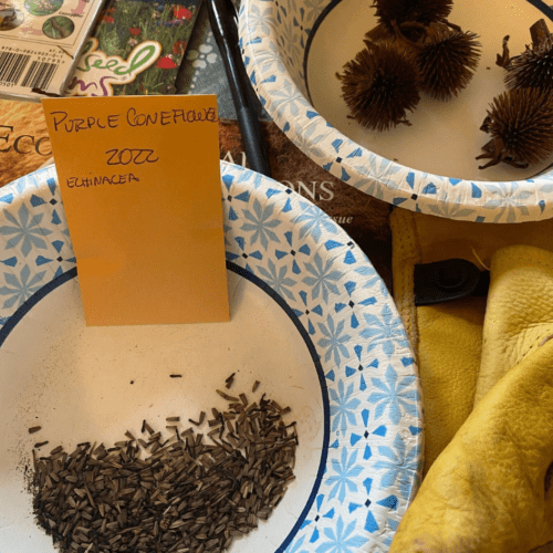 Coneflower seeds from purple coneflowers.