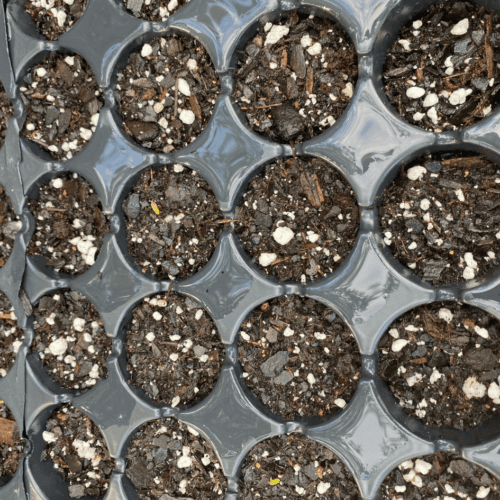 Coneflowers in seed trays