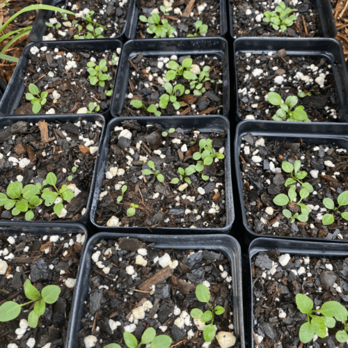 Seedlings