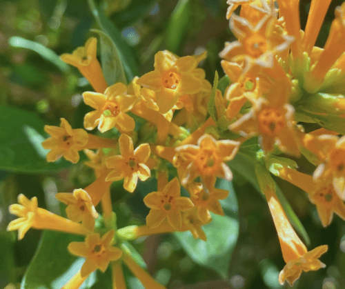 orange-cestrum Orange Cestrum