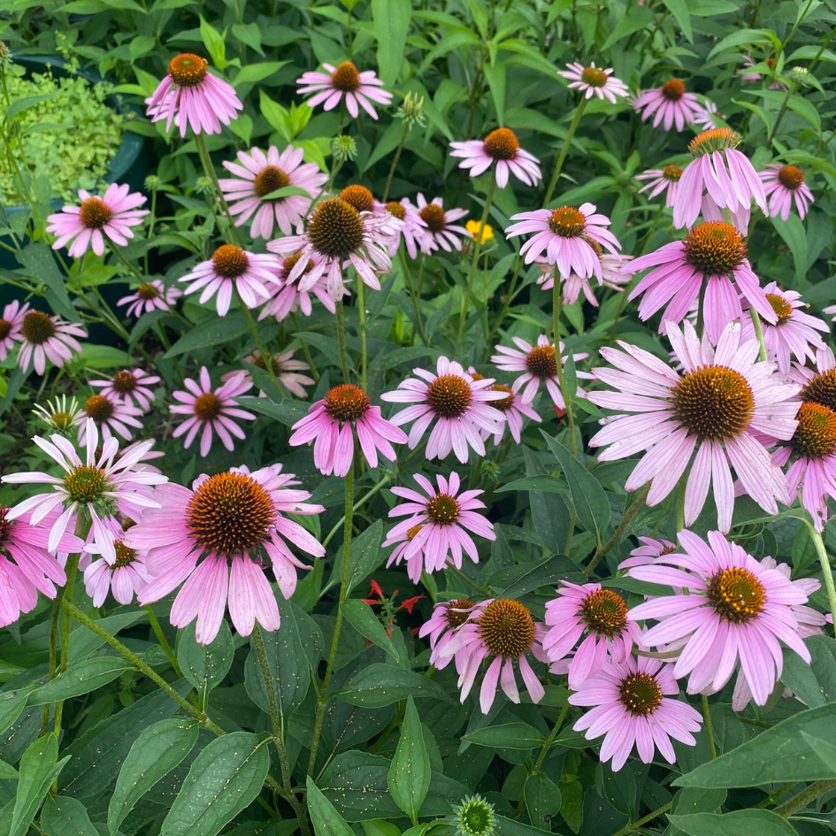 Purple Coneflowers (credit Laura Jarvis)