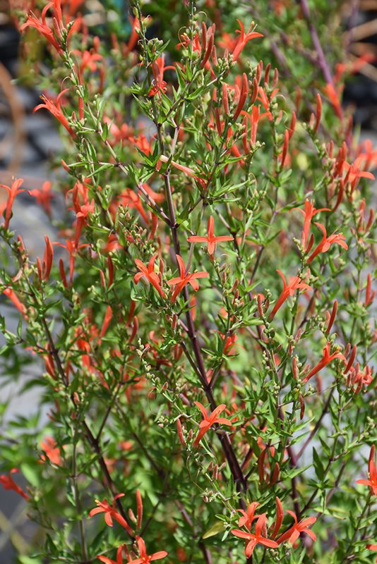 Flame Acanthus