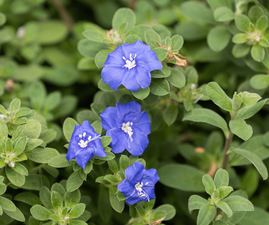 blue-daze Blue Daze flowers