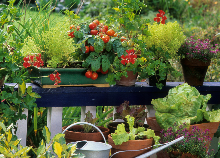 Balcony and Patio Gardens: Growing Edibles in Containers