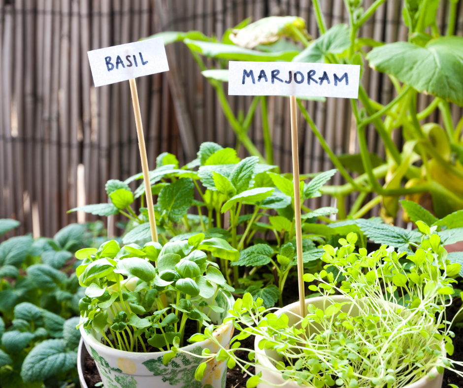 herbs-containers Herbs in containers