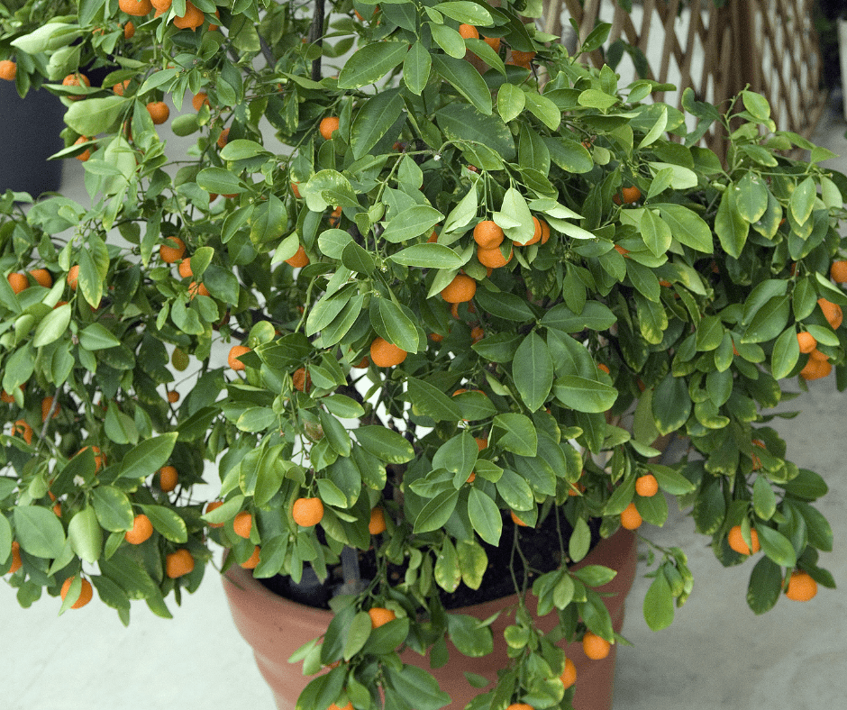 edibles-container-gardening Dwarf citrus for container edibles gardening