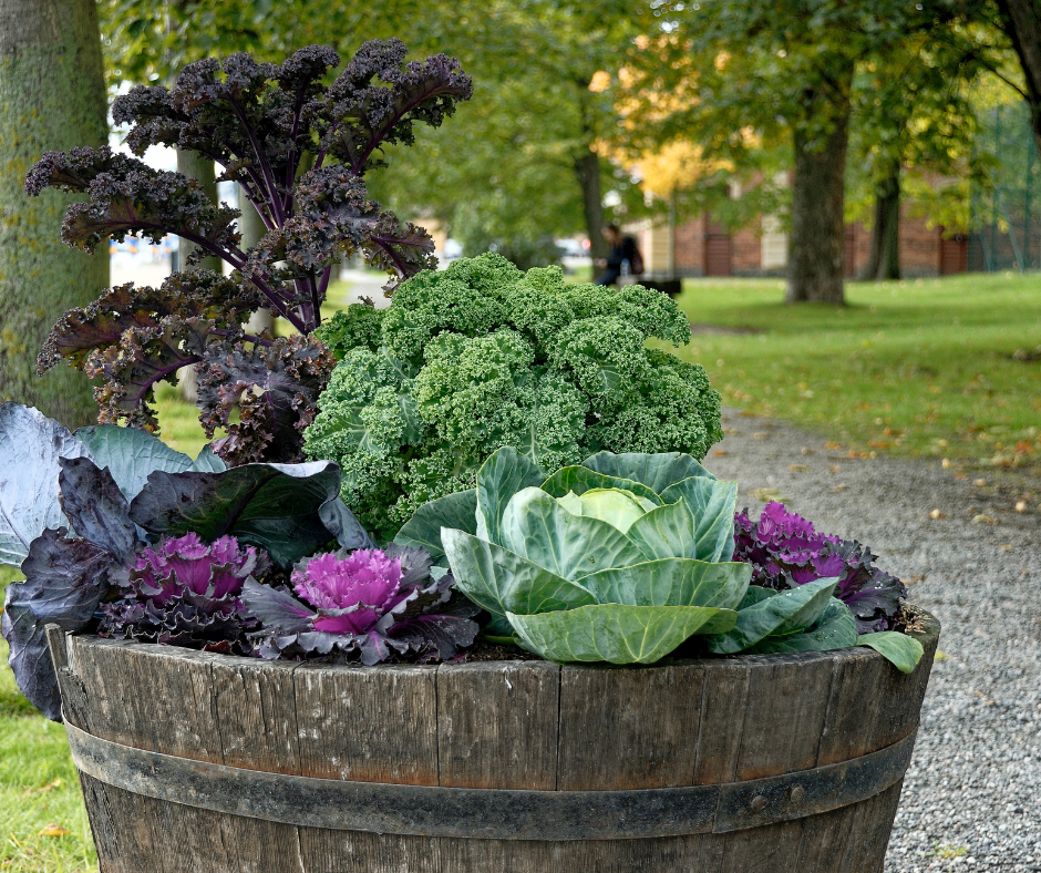 fall-vegetables-pots-edibles Fall edibles in pots.