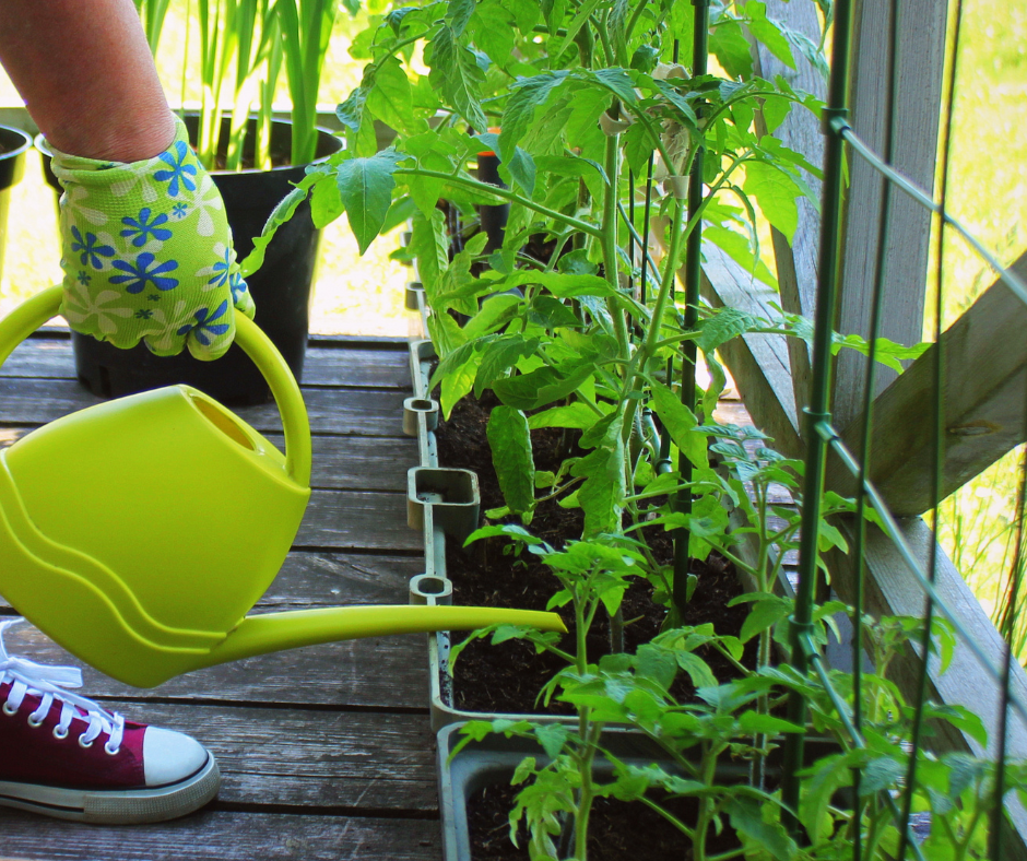 edibles-container-gardening Watering edibles in container gardens.