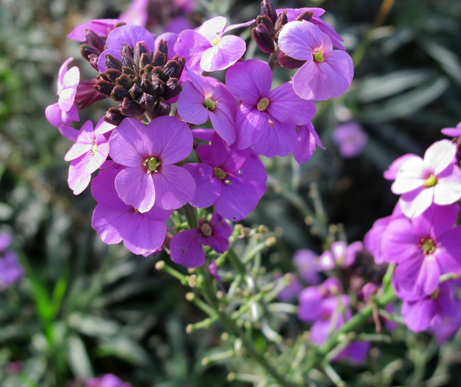 wallflower-erysimum Wallflower Erysimum
