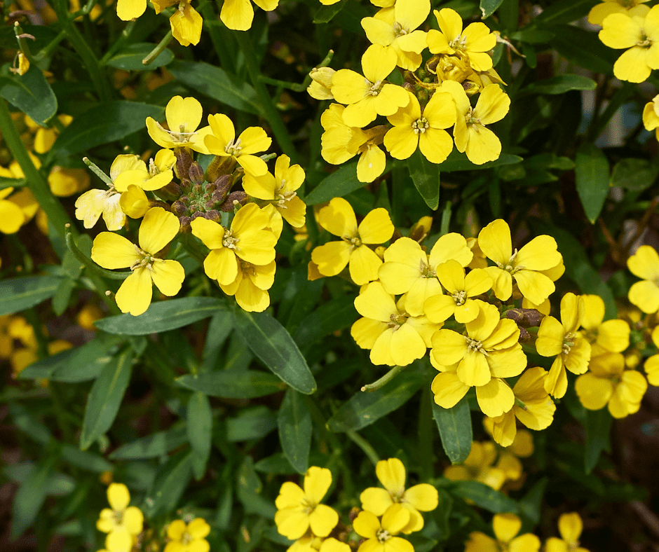 wallflower-erysimum Wallflower Erysimum