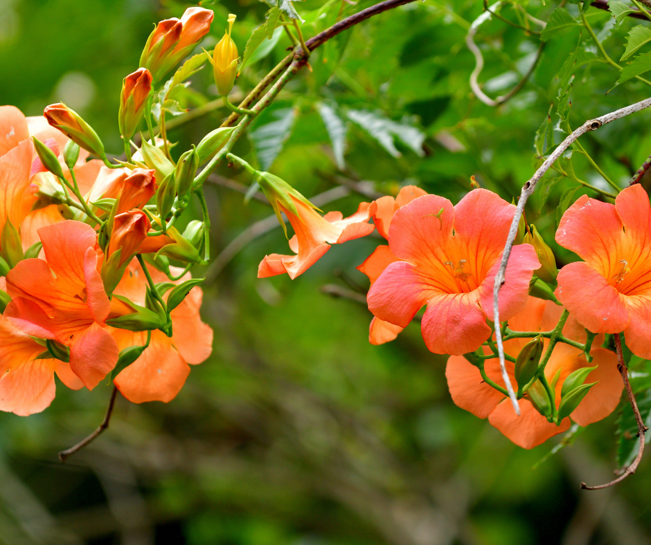 orange-trumpet-vine Orange trumpet vine.