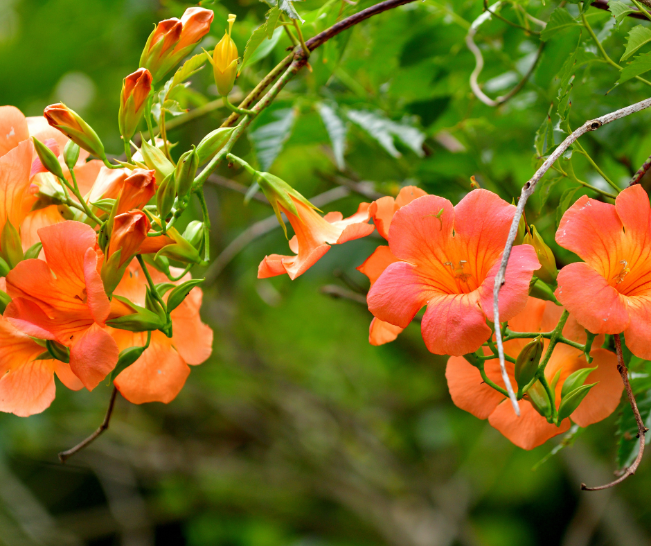 Orange trumpet vine.