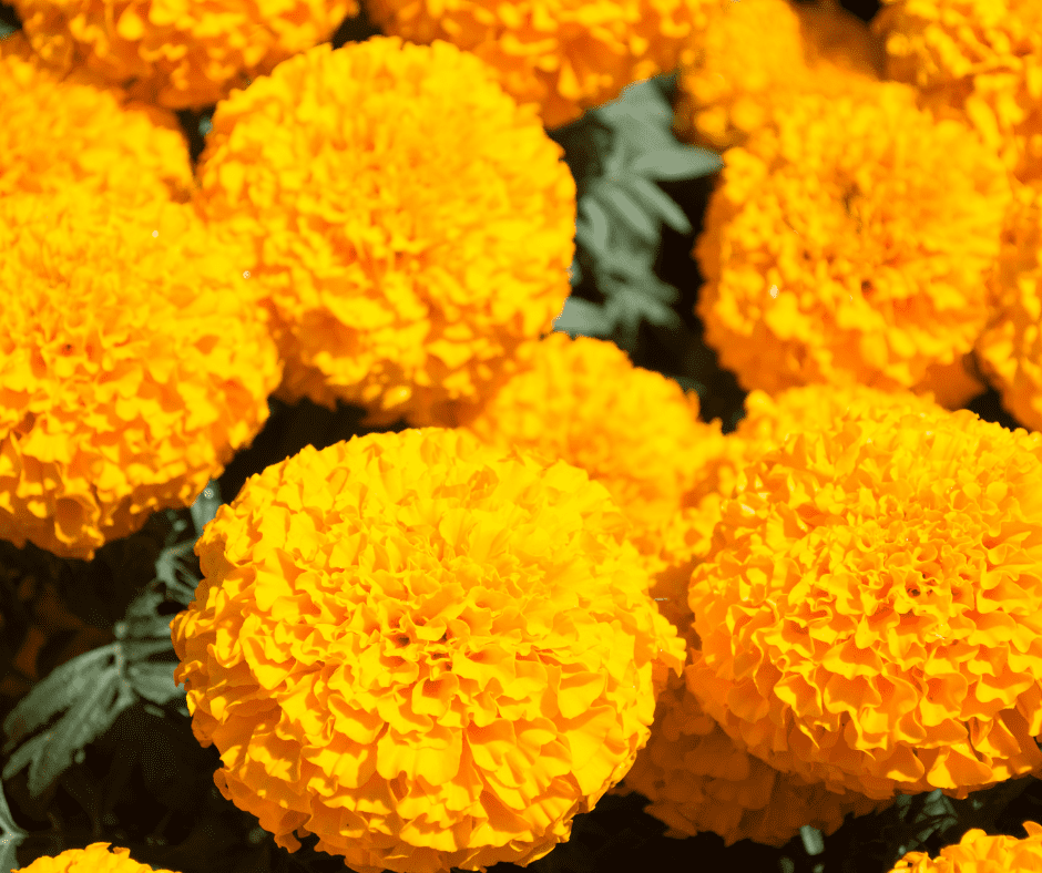 Fall mari-mums