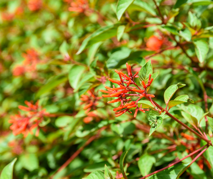 Firebush Firebush