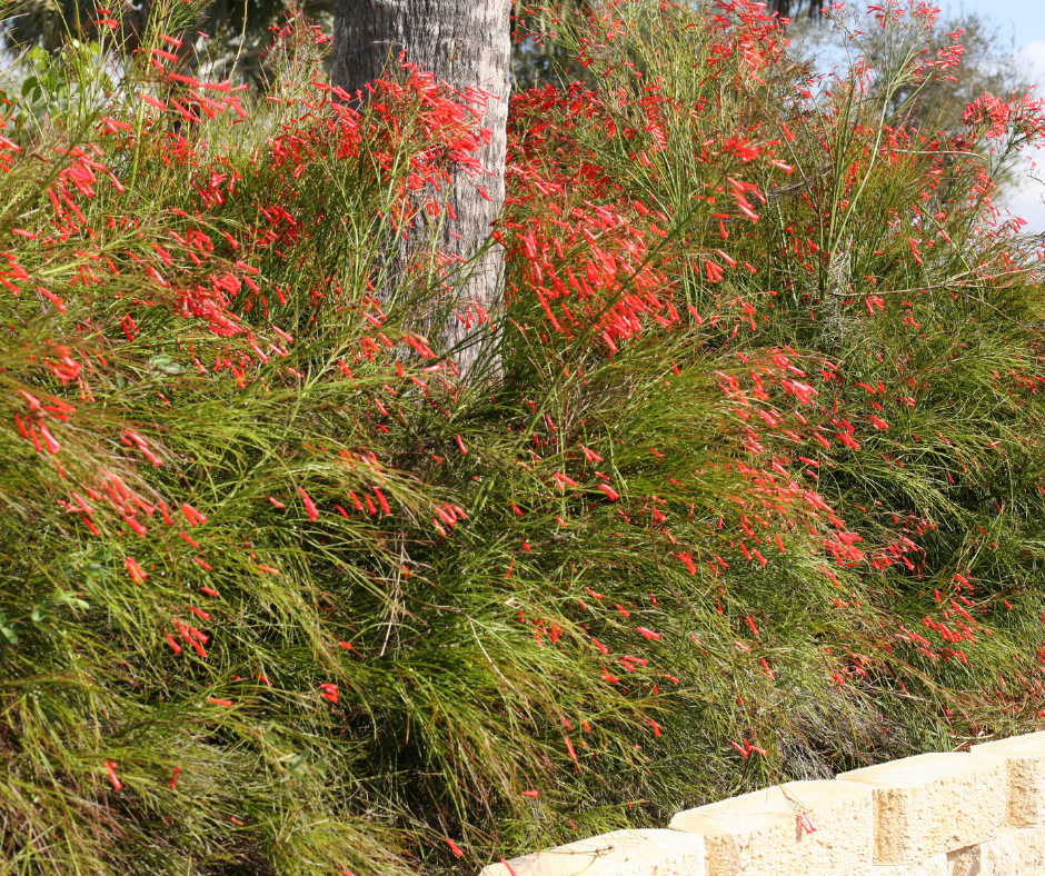 firecracker-fern Firecracker Fern