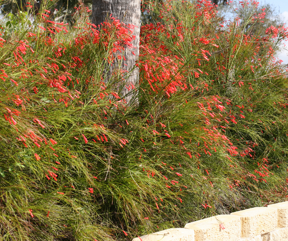 Firecracker Fern