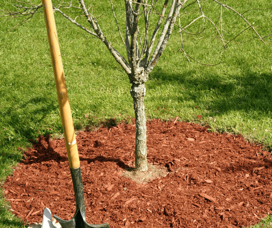 Tree planting