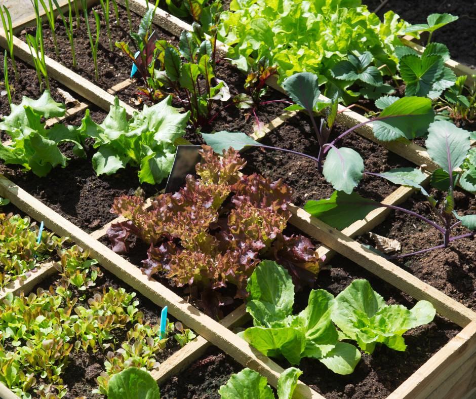 fall-gardening-vegetables Fall gardening with vegetables.